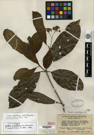 Image result for Cordia torrei