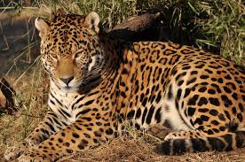 Vector altitudinal zonation in mountains forest and rainforest and animals. Tropical Jaguar Rainforest Animals