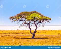 Image result for Acacia afra