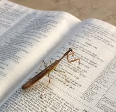 This was not all about the spiritual meaning of praying mantis. Lesson From A Praying Mantis Blog