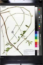 Rare Production of Seeds by Invasive