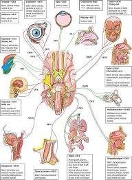 i wish i had this chart when i was learning the 12 nerves