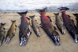 Lorraine Loomis dedicated her life to treaty fishing rights