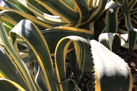 Cactus is a type of plant that can store large amounts of water and survive in extremely hot and dry habitats. Century Plant Agave Americana Feedipedia