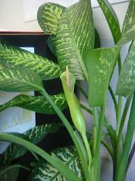 Image result for dieffenbachia flower