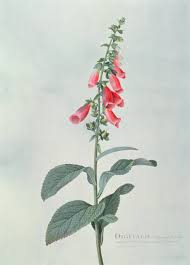 Image result for Digitalis purpurea