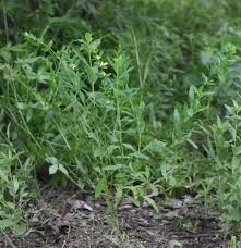 Image result for Justicia flava