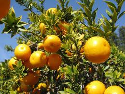 What fruit is a small orange? Citrus Myrtifolia Wikipedia