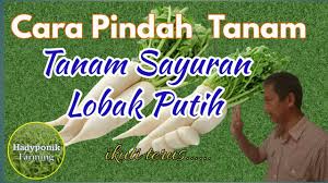 Cara menanam bawang putih tunggal maupun bawang putih kating tidaklah berbeda. Cara Menanam Lobak Hidroponik Hadyponik Cara Menanam Lobak Putih Youtube