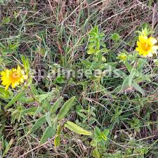 Image result for Guizotia scabra