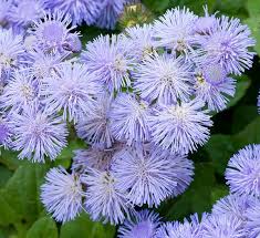 Image result for Ageratum houstonianum