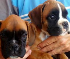 See more of raleigh puppies and dogs for adoption on facebook. Boxer Verified Dog Breeders Near Raleigh North Carolina Usa Page 1 10 Per Page Puppyfinder Com