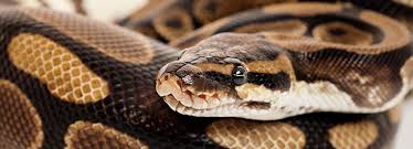 The greatest guide to pet shops online. Exotic Pet Advice And Care Sheets For Reptiles Rspca