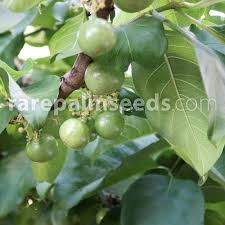 Image result for Vangueria sp.