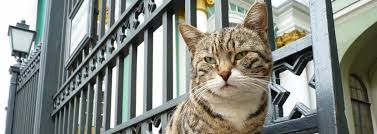 Check spelling or type a new query. Defenders Of The Hermitage Whiskered Warriors Keep Rodents From Devouring World Class Art Rtd