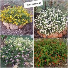 Pin On My Garden Zone 8 ª Mi Jardin