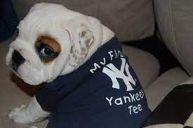 English Bulldog Puppy Wears Yankees Baseball Puppy Dog Clothes Bulldog Bulldog Puppies English Bulldog
