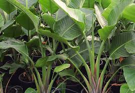 Image result for Strelitzia alba