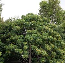 Image result for Macaranga schweinfurthii