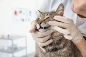 Our focus in veterinary oncology is always quality of life, first and foremost, rather than whether we can extend the animal's with that in mind, a major challenge is medicating a cat at home. 5 Common Oral Problems Found In Felines All About Cats