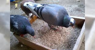 We did not find results for: Mengapa Merpati Memakan Batu Kerikil Merpati Indonesia