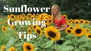 Personally, i love sun butter as a substitute for peanut butter. Sunflower Growing Tips Youtube