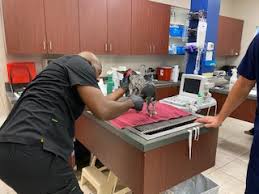 9,323 dental hygienist jobs available on indeed.com. Emergency Animal Hospital San Antonio Tx Night Watch