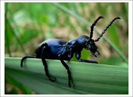 Jed bol v minulosti používaný. Majka Fialova Fotoaparat Cz