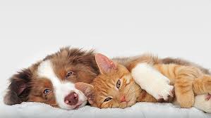 Our goal is to provide high quality pet health and wellness services to our patients and provide our clients with access to leading edge. St Francis Of Assisi Spay Clinic 12000 Murphy Avenue San Martin Reviews And Appointments Topvet