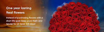 All the shops and factories are closed on new year's day. Amazon Com Premium Roses Real Roses That Last A Year Fresh Flowers Roses In A Box Pink Box Large Grocery Gourmet Food