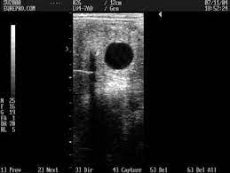 Early Equine Embryology