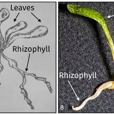 Image result for Genlisea hispidula