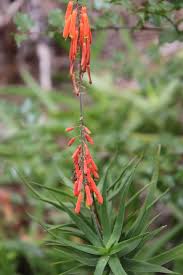 Image result for Aloiampelos tenuior