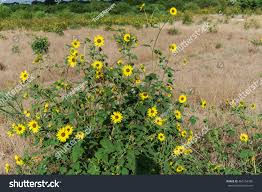 Maybe you would like to learn more about one of these? A Bush Of Texas Wild Sunflowers Helianthus Royalty Free Stock Photo 462154786 Avopix Com