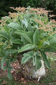 Image result for Cyphostemma crotalarioides