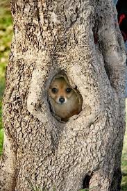 Jesus Said To Him The Foxes Have Holes And The Birds Of The Air Have Nests But The Son Of Man Has Nowhere To Lay Cute Animals Animals Beautiful Animals Wild