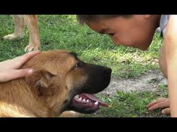 pin na doske porody sobak