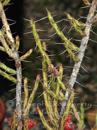 These popular plants, which include easter and thanksgiving cacti, often come from the nursery bursting with blooms, but getting them to flower the next year can be tricky. Calphotos Cylindropuntia Leptocaulis Desert Christmas Cactus