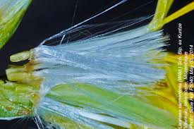 Image result for Launaea sarmentosa