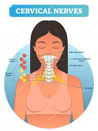 This article concerning the anatomy of the head and neck area gives you a clear structure at hand to see light at the end of the dark and confusing tunnel of anatomy. Cervical Nerves Medical Anatomy Diagram Vector Illustration Human Neurological Network Scheme In Neck Region Health Care Educational Poster 194435934 Larastock