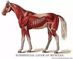 100 miles point to point. Can A Human Out Run A Horse Over Long Distances 100 Miles Quora