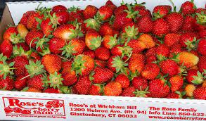 Pick your own strawberry farm in enfield/east windsor ct. Rose S Berry Farm Visit Ct