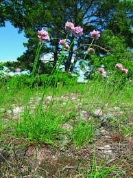 Image result for Lophiocarpus tenuissimus