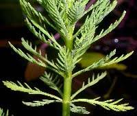 Image result for Haloragaceae