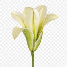 White Lily Flower Transparent Png Free Image By Rawpixel Com Jira Lily Flower White Lily Flower White Lilies
