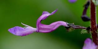 Image result for Equilabium stenophyllum