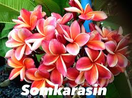 Image result for Plumeria rubra