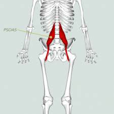 The back contains the spinal cord and spinal column, as well as three different muscle groups. Hip Flexor The Missed Out Stretch For Lower Back Pain The Treatment Lab