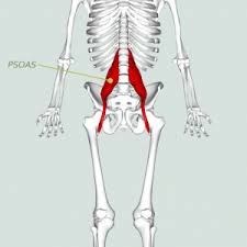 Tight low back muscles are one of the culprits in low back pain. Hip Flexor The Missed Out Stretch For Lower Back Pain The Treatment Lab