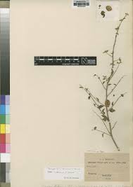 Image result for Tinnea apiculata